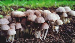 食用菌工程設(shè)計(jì)廠家告訴您悶庫(kù)的弊端