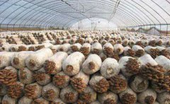 食用菌工廠化前合理選擇菌種