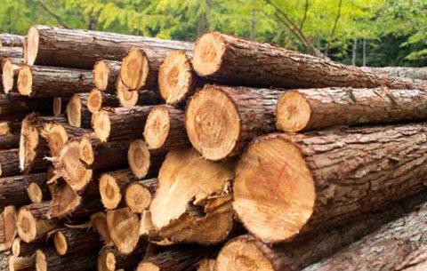 進(jìn)口連續(xù)式木材干燥窯